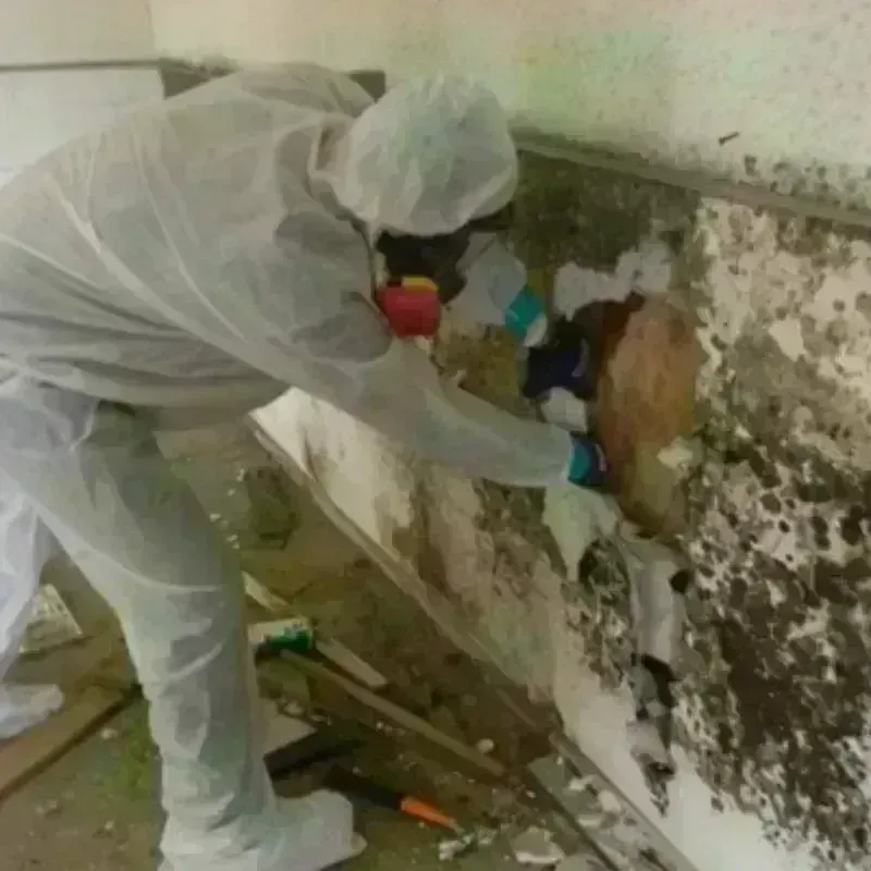 Mold Remediation and Removal in Landover, MD